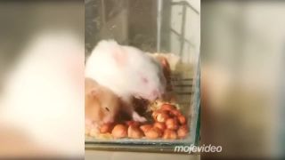 Lepšie už nebude, pomyslel si škrečok!