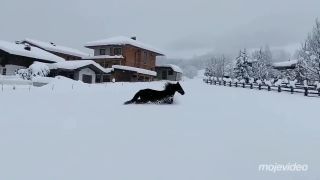 Kone si snežnú nádielku poriadne užívajú