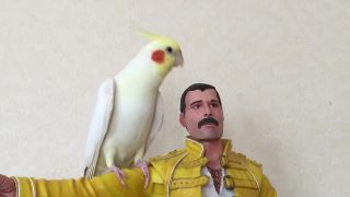 Fredy Mercury a jeho veľký vták