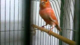 Mladunké kanáriky - pekný pár