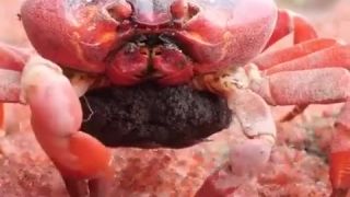 Krab červený (Gecarcoidea natalis) nikdy netrpí hladom