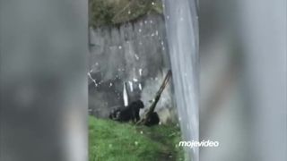 Šimpanzi na úteku (Írsko)