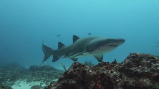 Stretnutie so žralokmi piesočnými (Carcharias taurus)