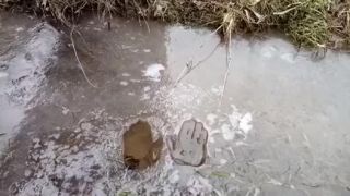 Umenie krvopotnej bioenergie