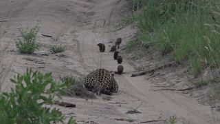 Trpezlivý leopard čakal na drzého munga (JAR)