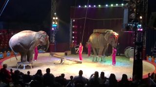 Cirkus olá