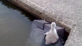 Všetky labuťky z vody von