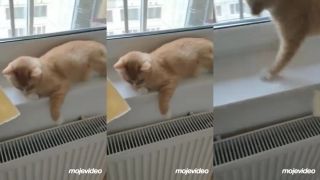 Syrová výzva mačku poriadne šokovala