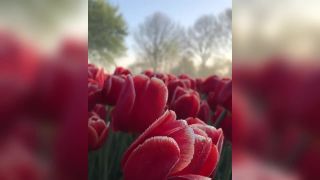 Čarovné ráno v poli s tulipánmi v Holandsku