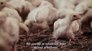 Kuriatka na farme
