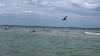 Pelikány na Miami Beach