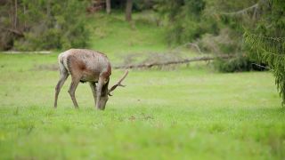 Jelene si pochutnávajú na jarnej trávej (Slovensko)