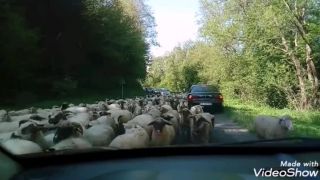 Ovce, ovce...