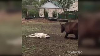Keď sa stretnú dobrí kamoši