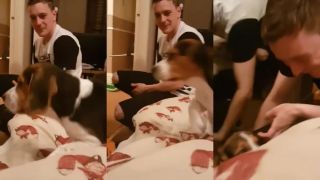 Pes sa už viac na seba v zrkadle nepozrie