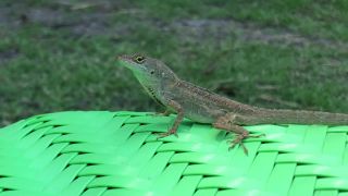 Anolis šedý - jašterička z Floridy