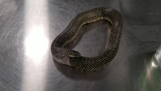 Pokazená hadiarka (Lampropeltis holbrooki)