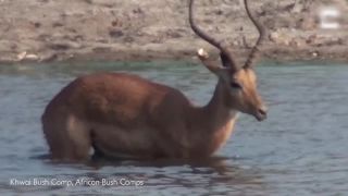 Impala nemala svoj deň (Botswana)