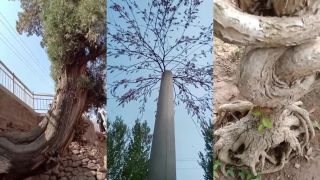 Najbizarnejšie stromy Číny