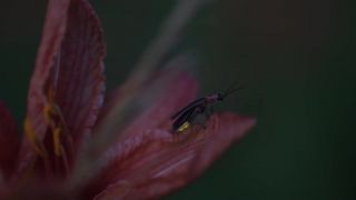 Bioluminiscence slovensky avatar Svetluška svätojánska