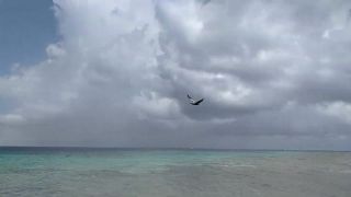Pelikán ukázal turistovi ako sa lovia ryby (Aruba)