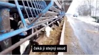 Mliečny priemysel (ako to je reálne)