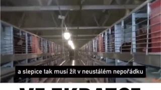 Vaječný priemysel (ako to je reálne)