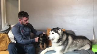 Husky spoznáva nové šteniatko!