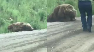 Brutálny útok medveďa v americkom Utahu