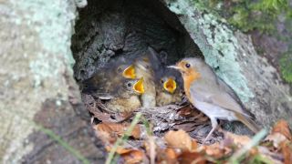 Rodičovská starostlivosť slávika červienky (Erithacus rubecula)