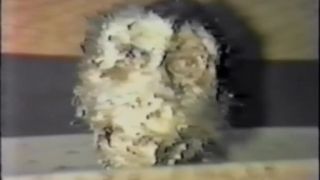 Animal Liberation - The Movie