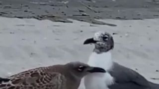 Nechaj ma už na pokoji, kto ťa má stále počúvať (New Jersey)