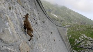 Kvôli soli lezú kozorohy vrchovské na strmú stenu hrádze