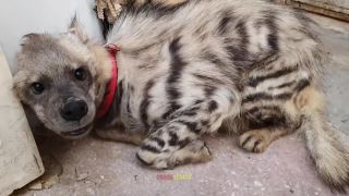 Arabský veterinár zachraňuje hyenu pásavú