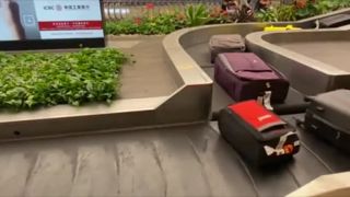 Daj prednosť v jazde kufru (Singapur)