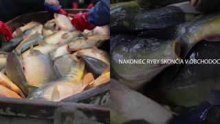 Ako sa kapor dostane na váš vianočný stôl?