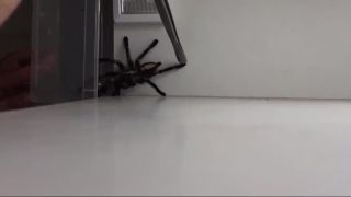 Odchyt jedovatej agresívnej tarantuly