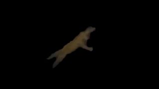 Shooting Cats