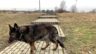 ELIŠKA JE NAJSTARŠÍM POLICAJNÝM PSOM