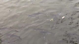 Rýb je v bangkokskej rieke Chao Phraya dostatok