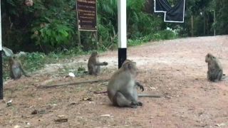 Opice na ostrove Koh Chang