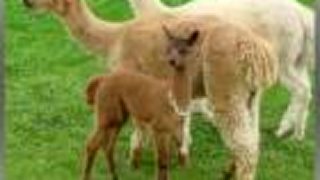 LAMA