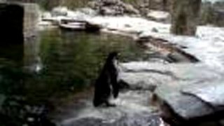 Zoo Praha tučnáčkové