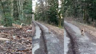 Rys bol od cyklistu vzdialený len päť metrov (Francúzsko)