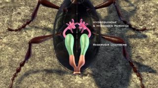 Vetřelci dávnověku X (11) - Zvířecí agenda - (The Animal Agenda)