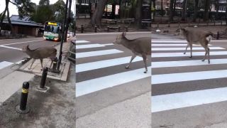 Laň trpezlivo čaká na priechode, kým ju nepustí auto