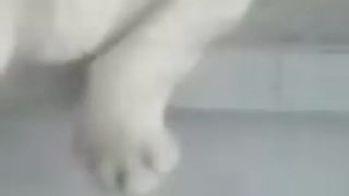 Napínavý prechod mačky cez sklenené dvere
