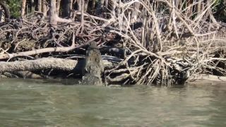 Bol hladný a hladným aj zostal (Everglades Florida)