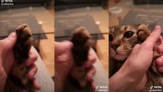 Mačkomobil