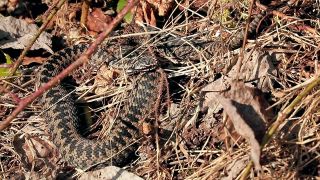 Vretenica severná - vyhrievanie (Vipera berus)